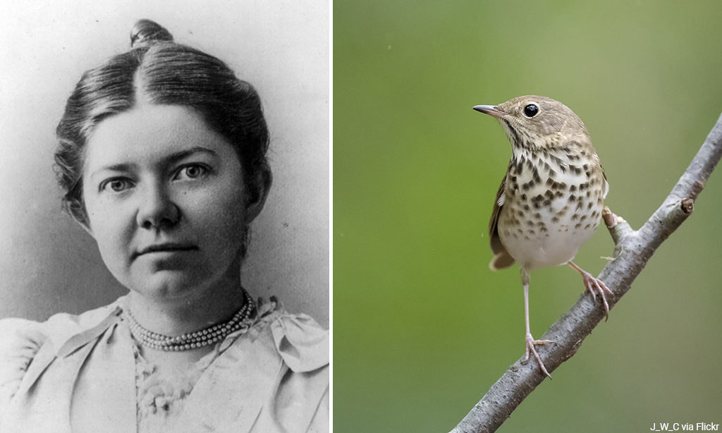 There are two sides to this image. On the left, a portrait of Amy Beach. On the right, a small bird standing on a branch