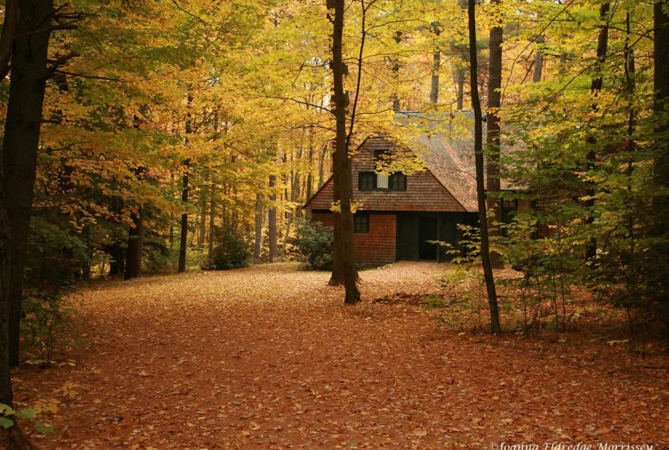 Nef Studio in fall surrounded by colorful, fallen leaves and a golden forest