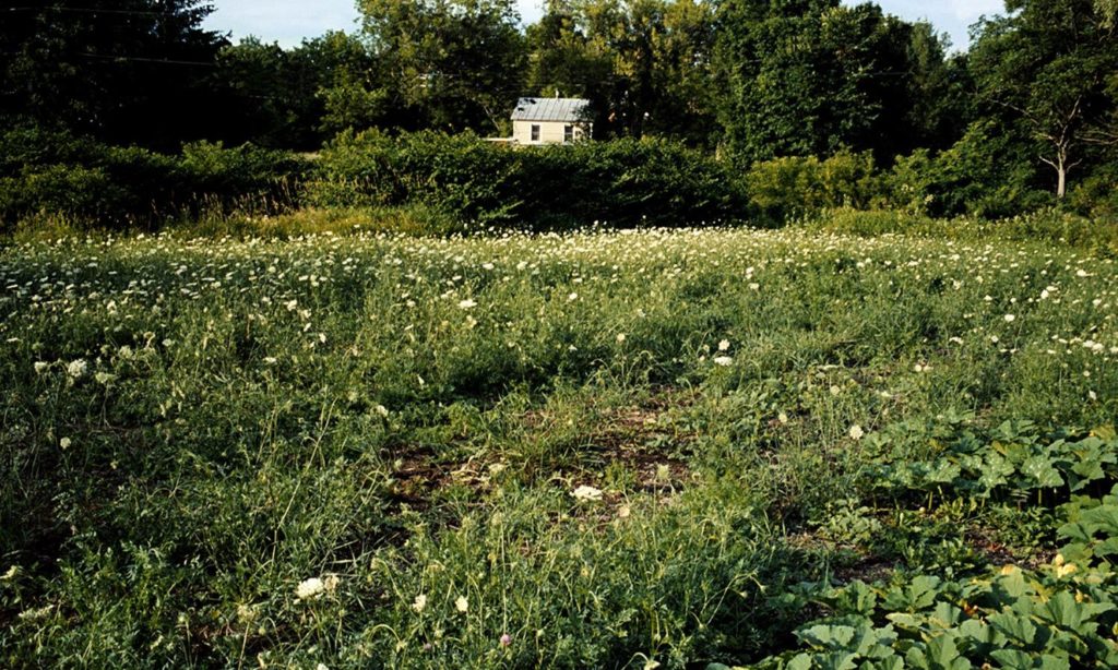 House and Garlic Field