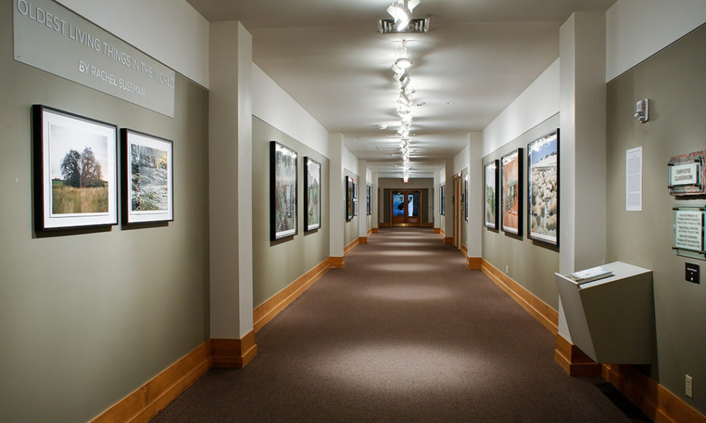 Installation view of "Oldest Living Things in the World" at the National Museum of Wildlife Art