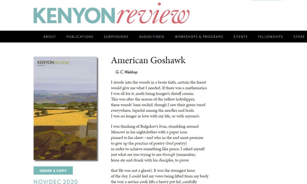 American Goshawk - Tap to read